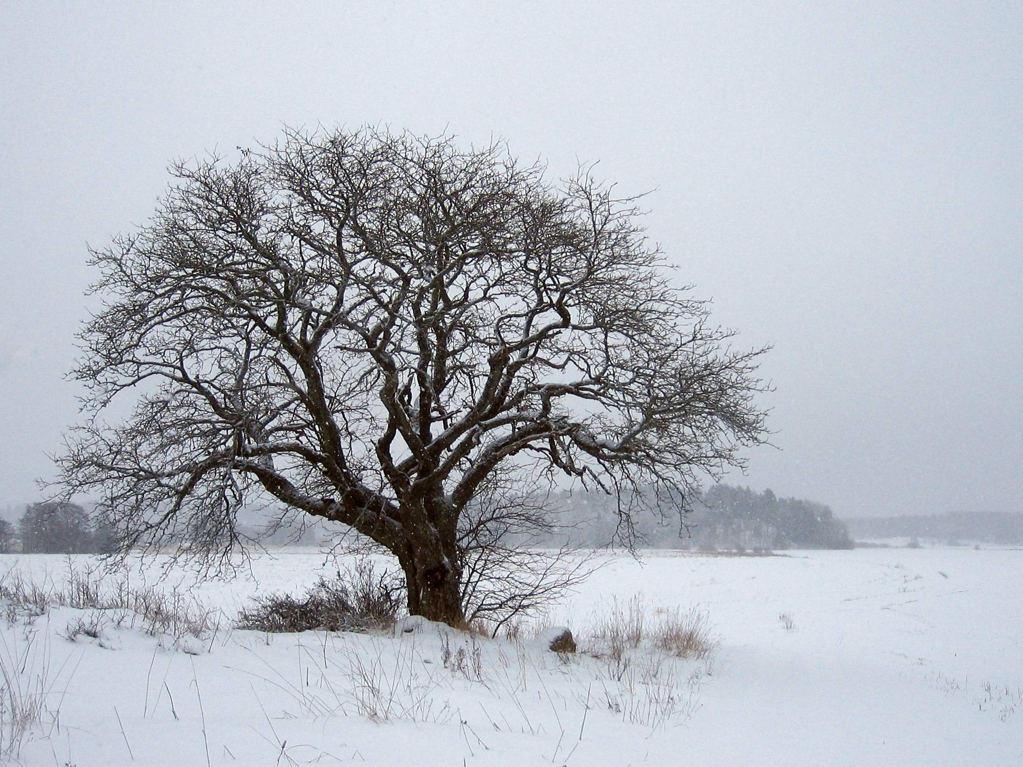 Tree In Winter HD Wide Wallpaper