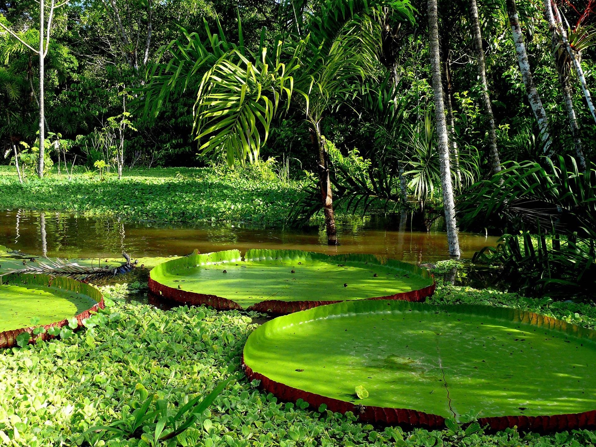 Giant Amazon Water Lily Pad