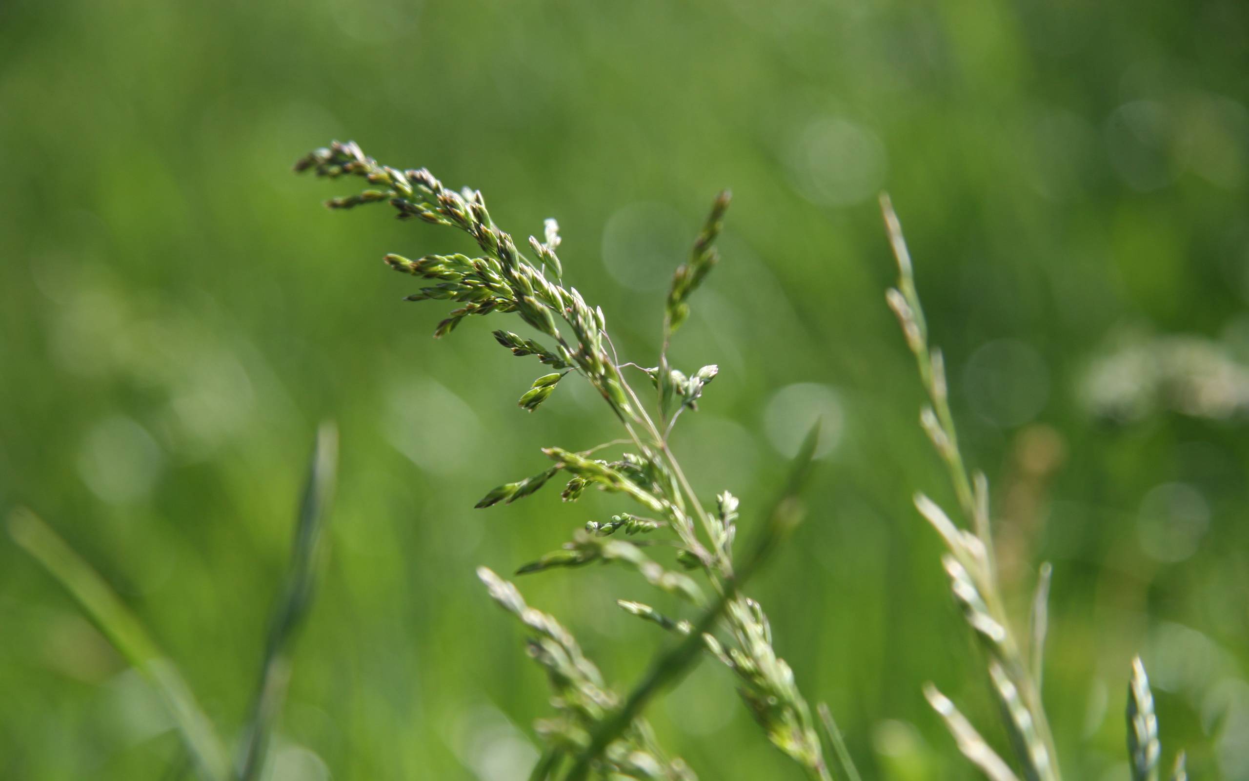 Awesome Wallpaper. Hand Picked, High Quality Widescreen Walls