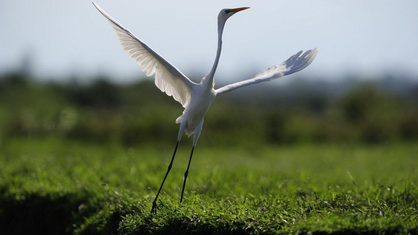 Awesome Wallpaper Of Flying Heron. HD Wallpaper. Nature Wallpaper