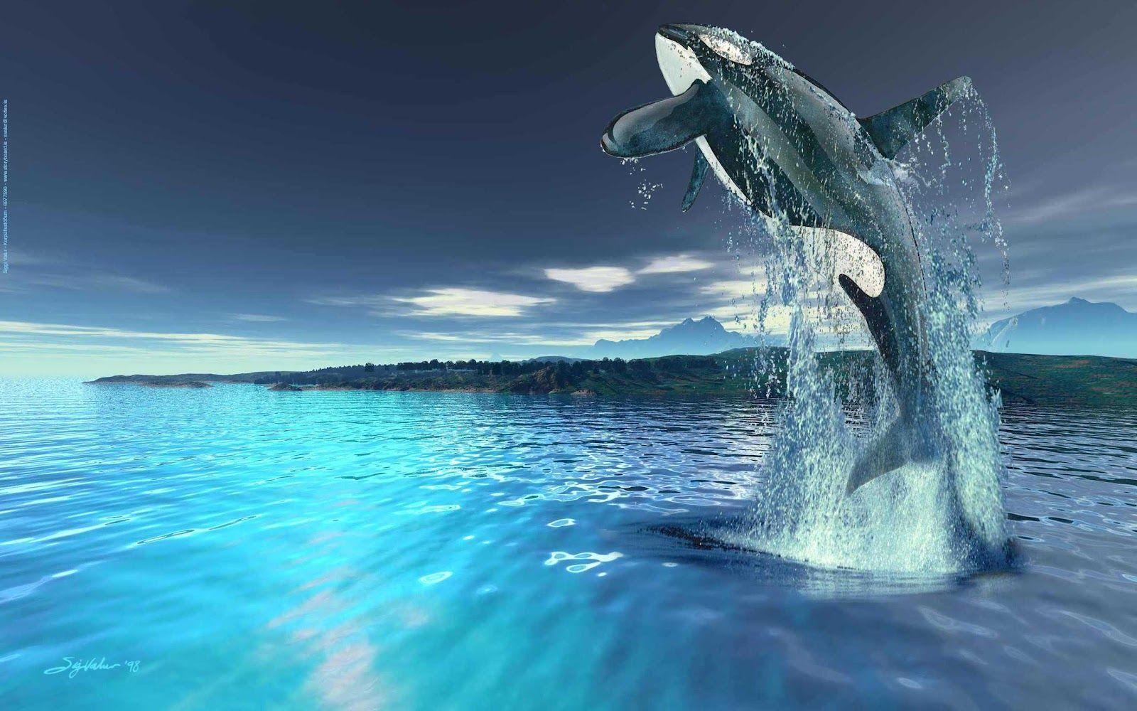 Beautyful Killer Whale Jump Wallpaper