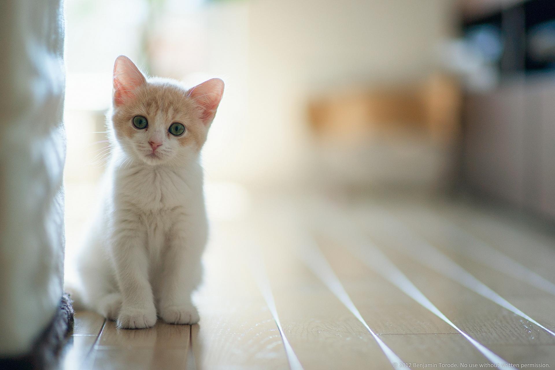 HD cat wallpapers