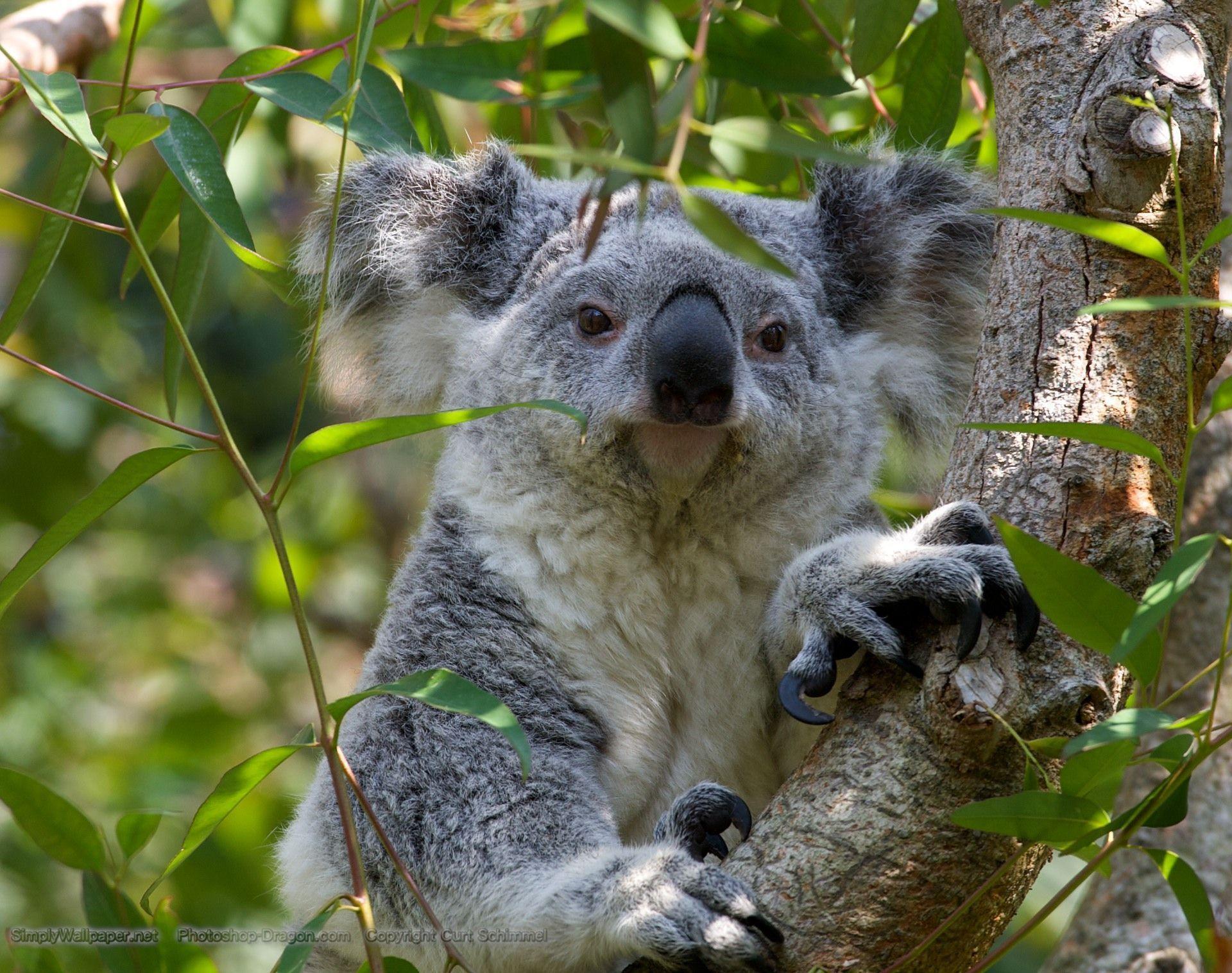 Koala Bear Desktop Wallpaper