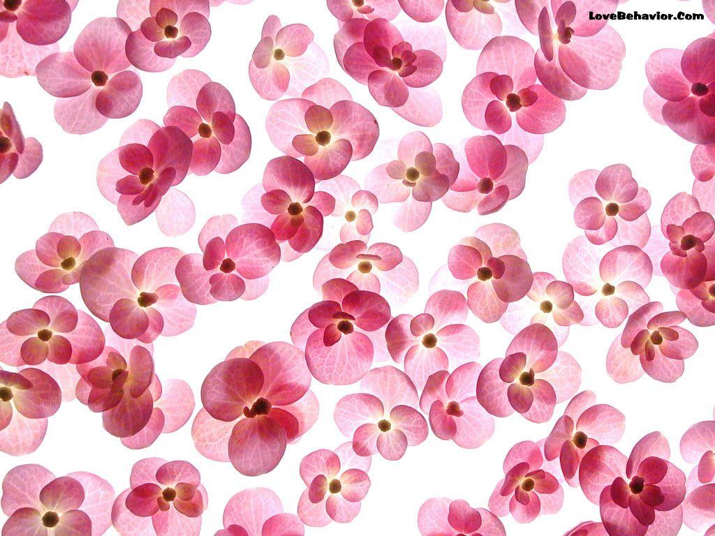 Wallpaper of Flowers: Free Image Of Flowers