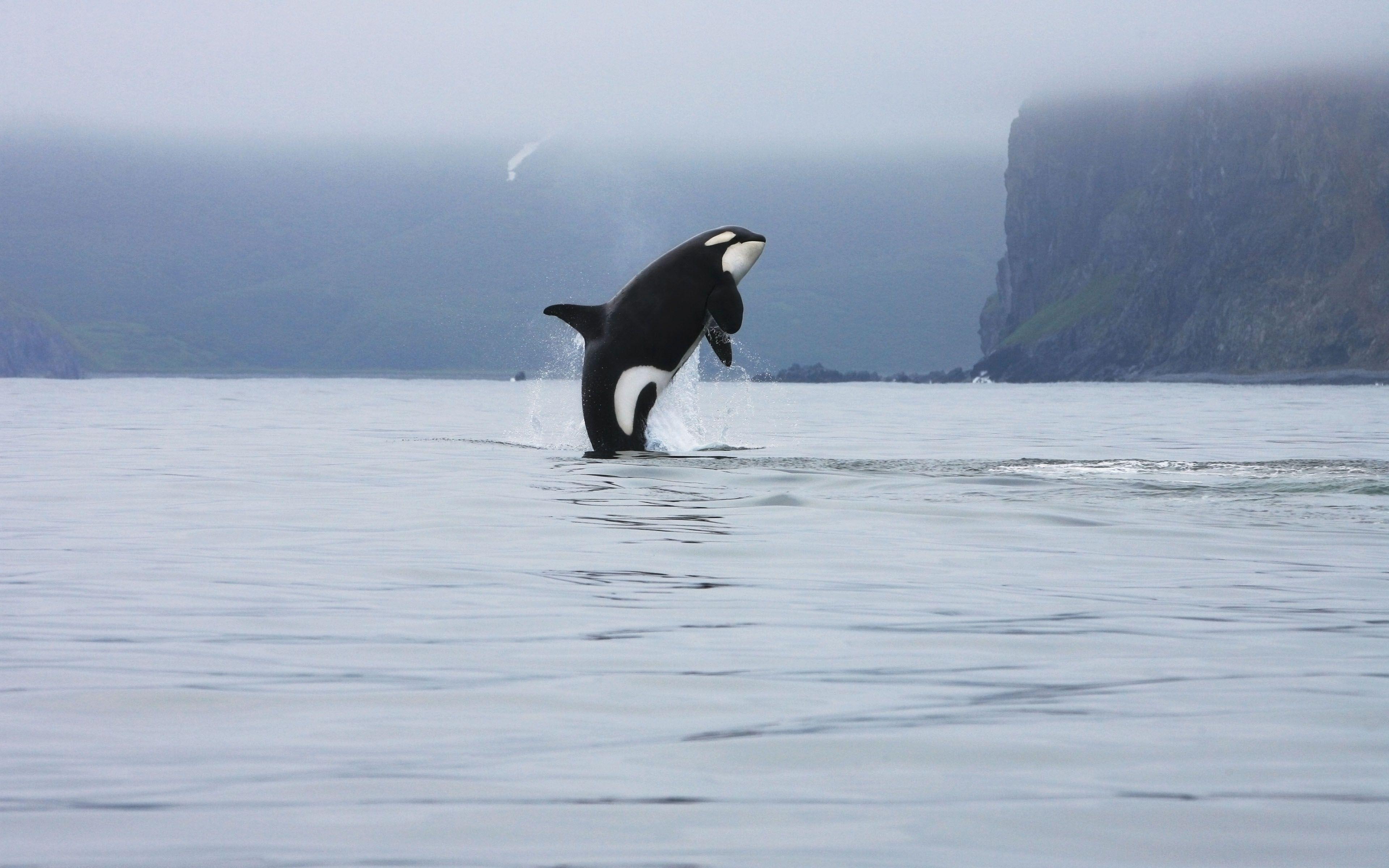 Leaping Killer Whale. Computer Wallpaper HD