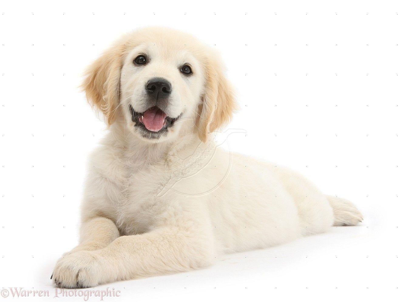 Dog: Golden Retriever pup, lying stretched out photo