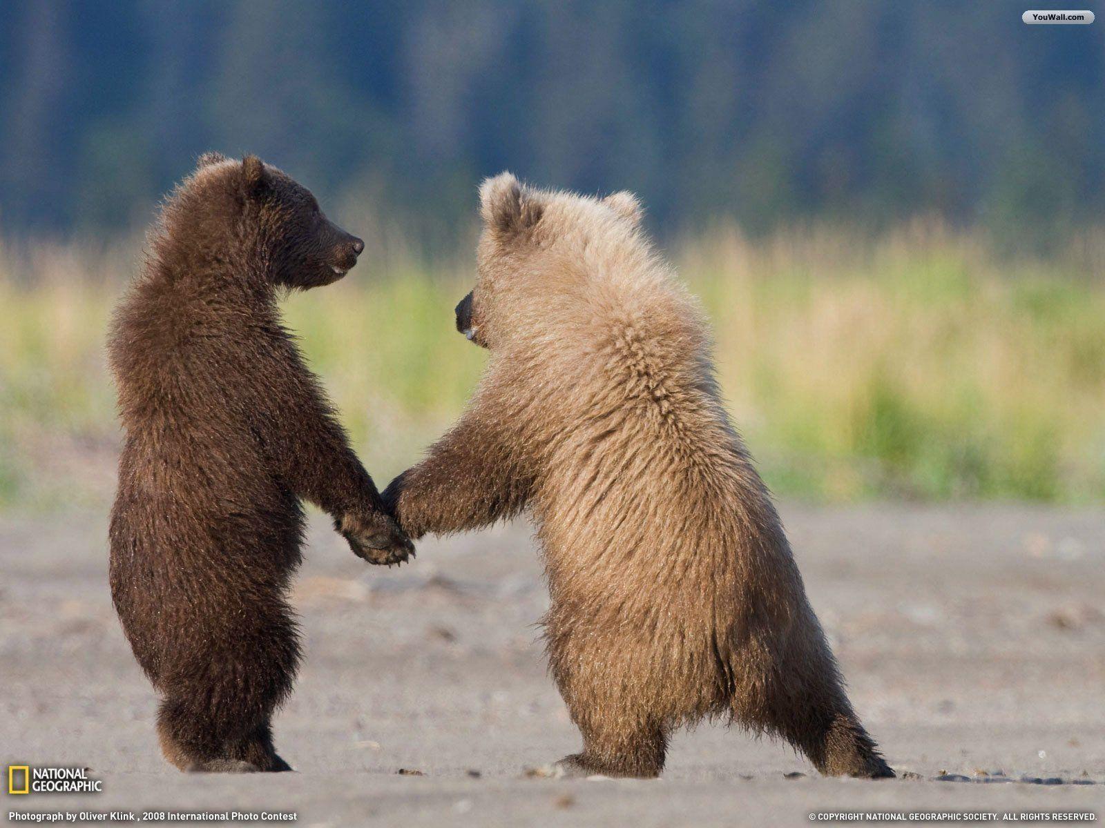 Download Best Bear Friendship Wallpaper for your Desktop Background