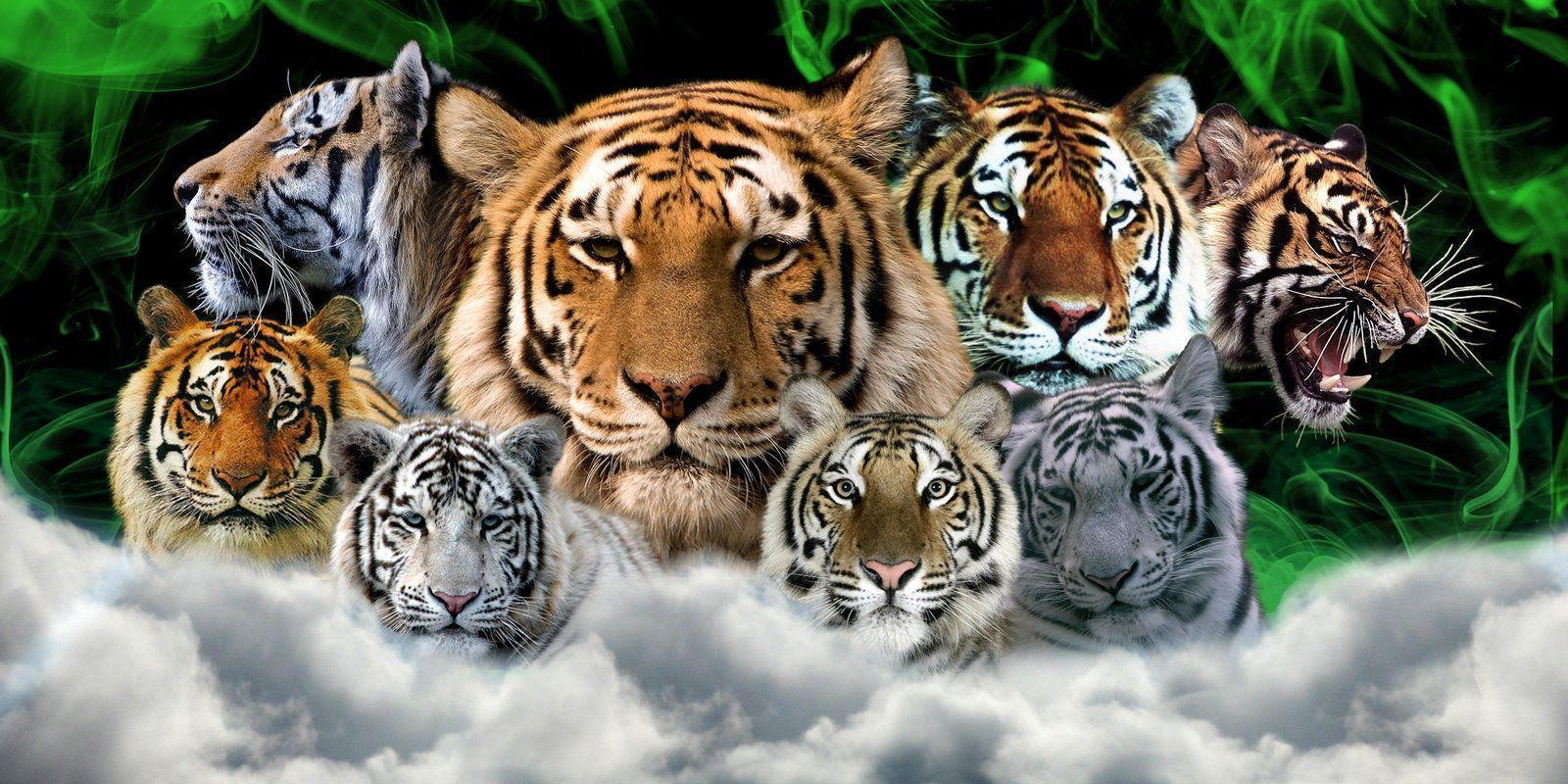 hd wallpaper of tigers (1).in. Find high Quality