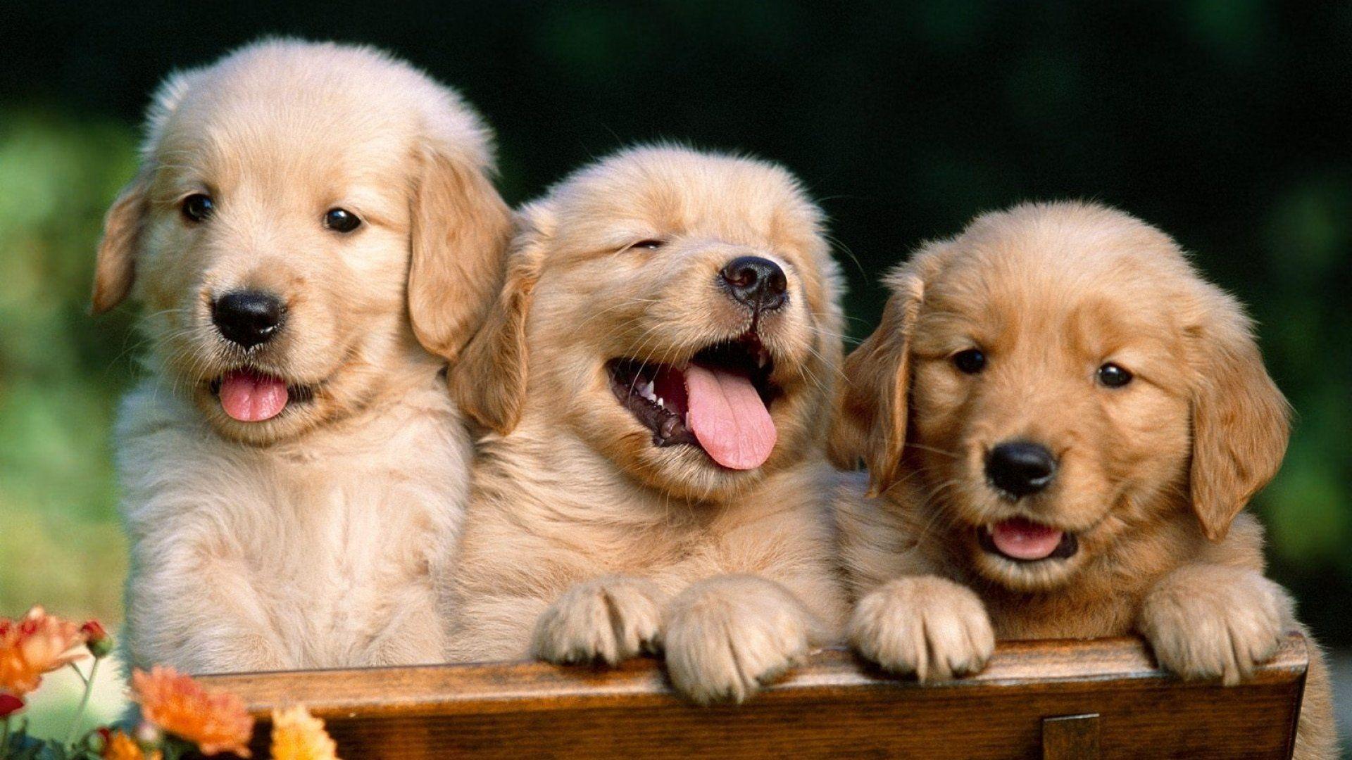 Cute Puppies in Animals