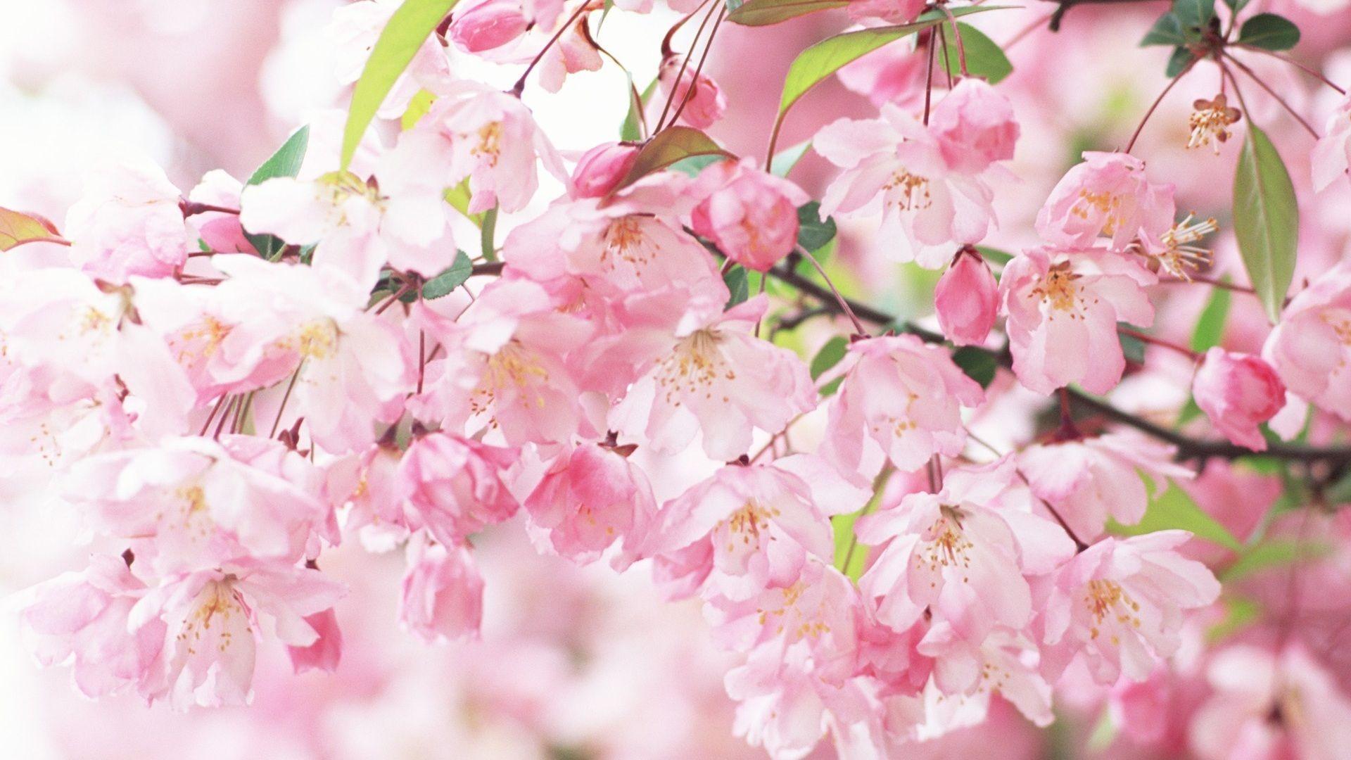 Cherry blossom petals pink spring Wallpaperx1080 resolution