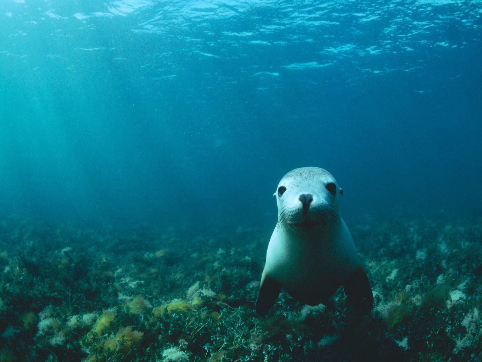 Sea lion under water free desktop background wallpaper image