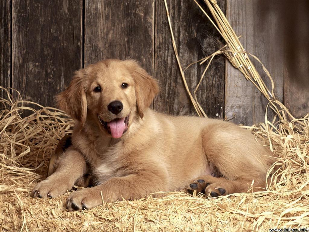 Golden Retriever Dog Wallpaper. Golden Retriever Pupy Wallpaper