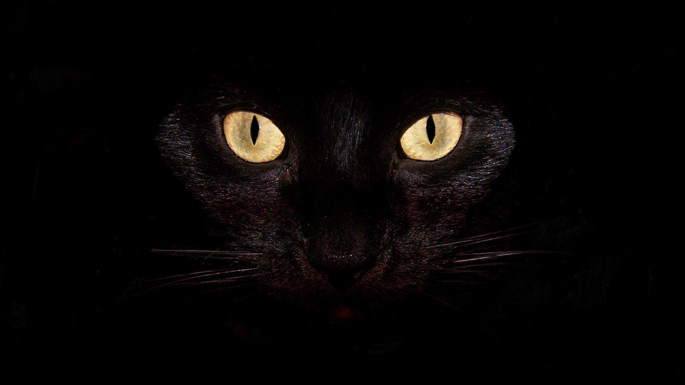 Desktop Wallpaper · Gallery · HD Notebook · Black cat Laptop