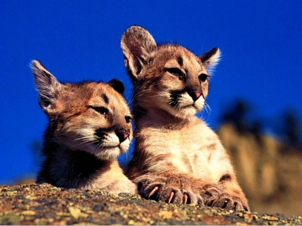 twisted fate wallpaper