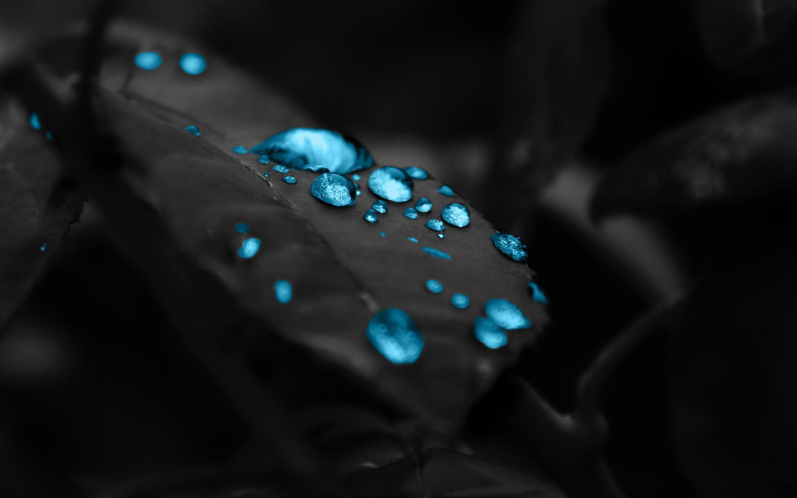 Fresh Lemon HD Photo Desktop Wallpaper
