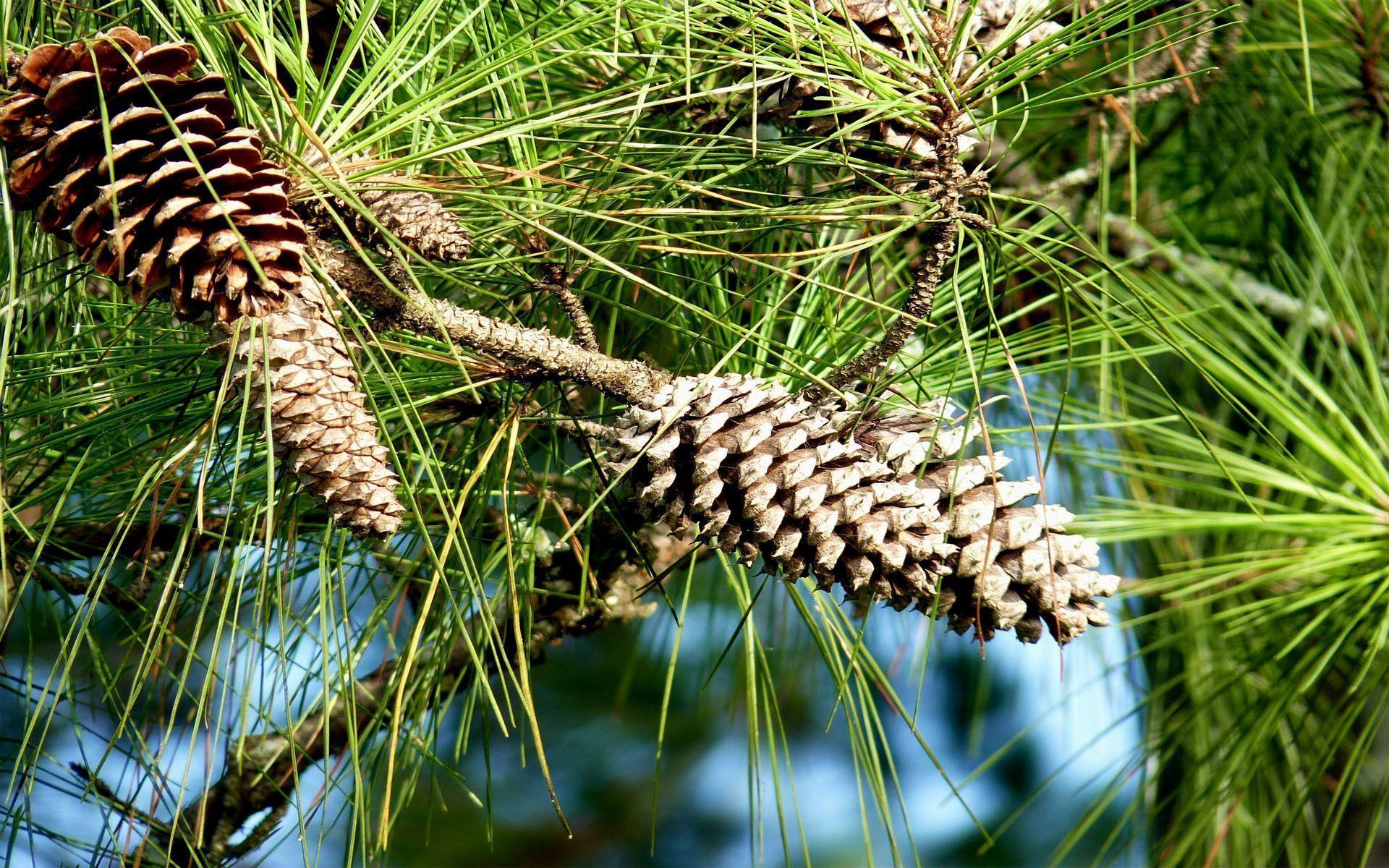 homepage nature pine cones Car Tuning