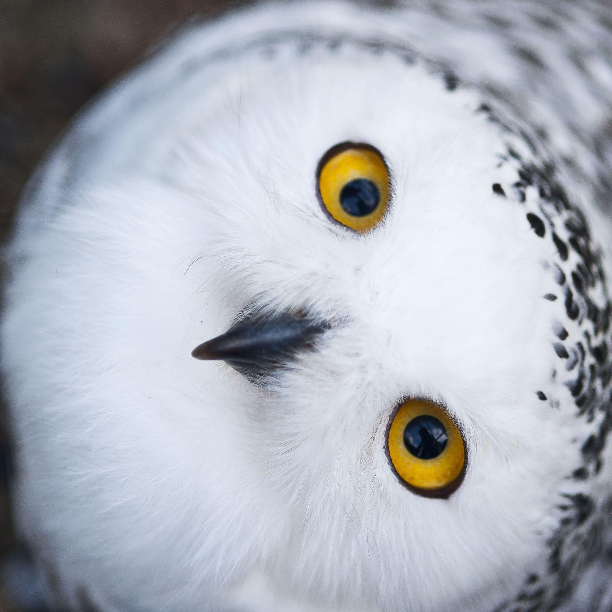 Snowy Owl Wallpapers Wallpaper Cave 36225 | Hot Sex Picture