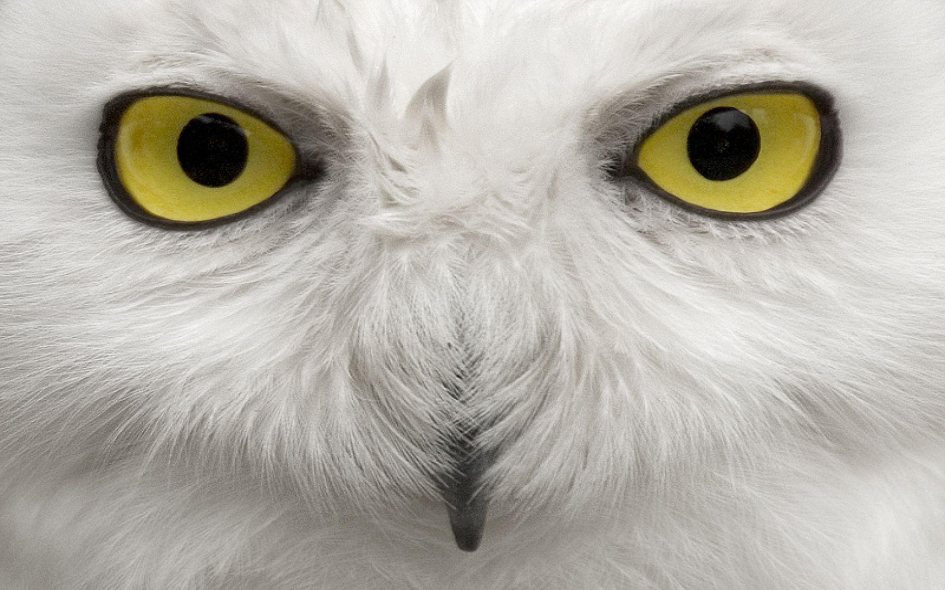 Snowy Owl Wallpaper. Snowy Owl Background