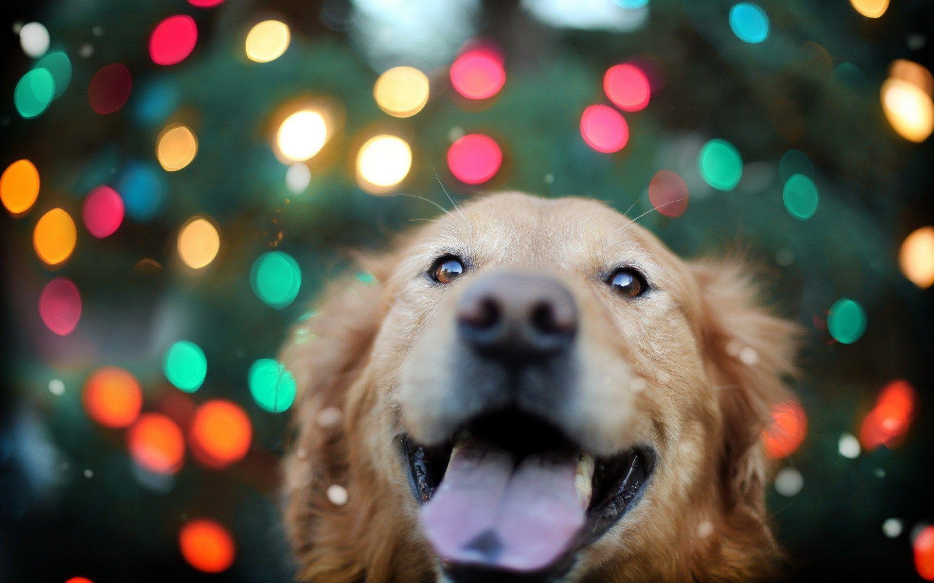 Golden Retriever Dog Colored Lights HD Wallpaper