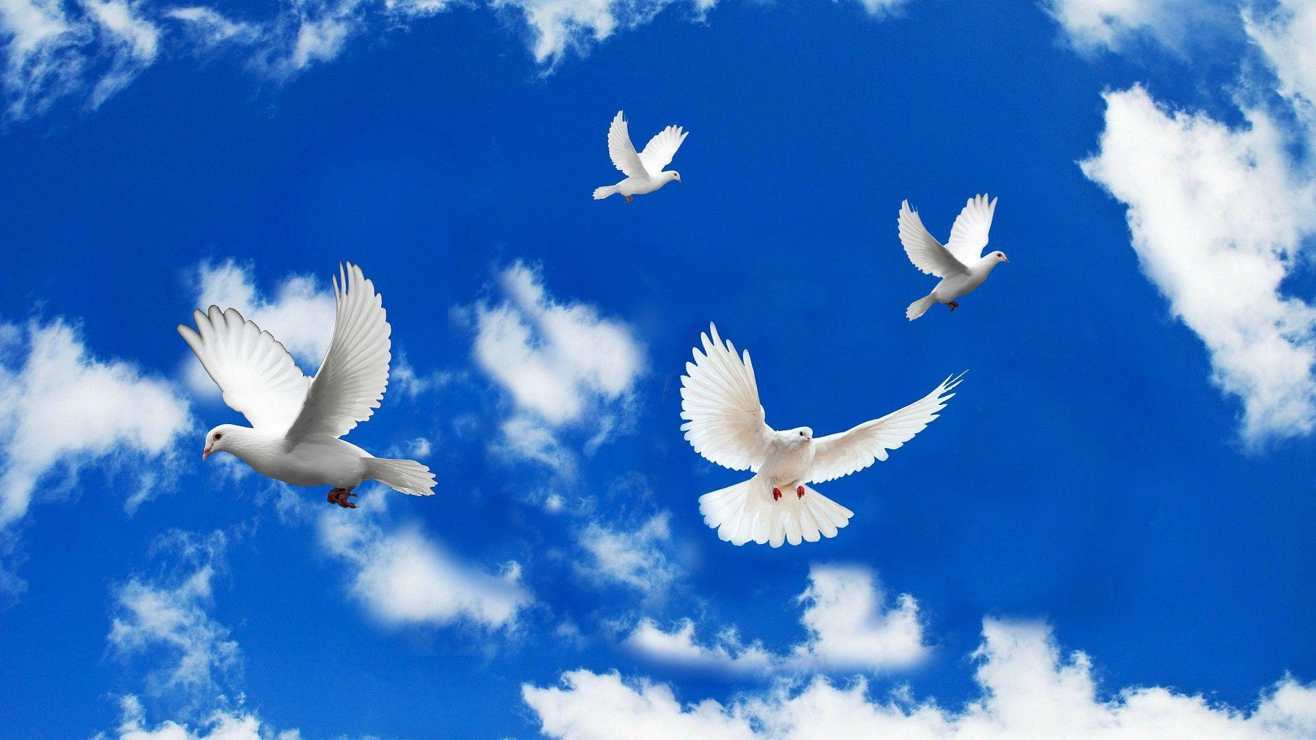 flying dove wallpaper Search Engine