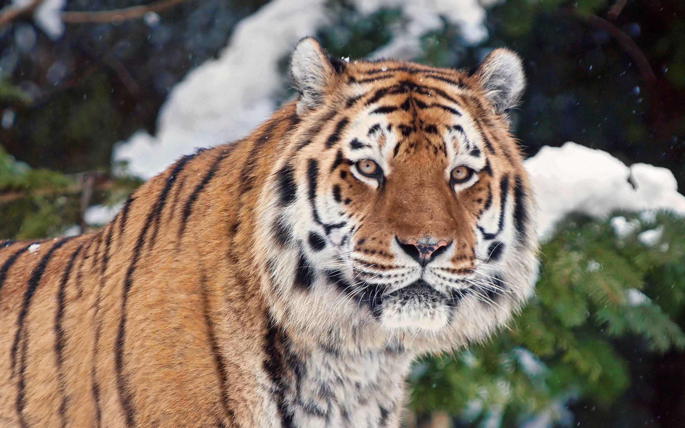 Remarkable Siberian Tiger In Winter Wallpaper Desktop