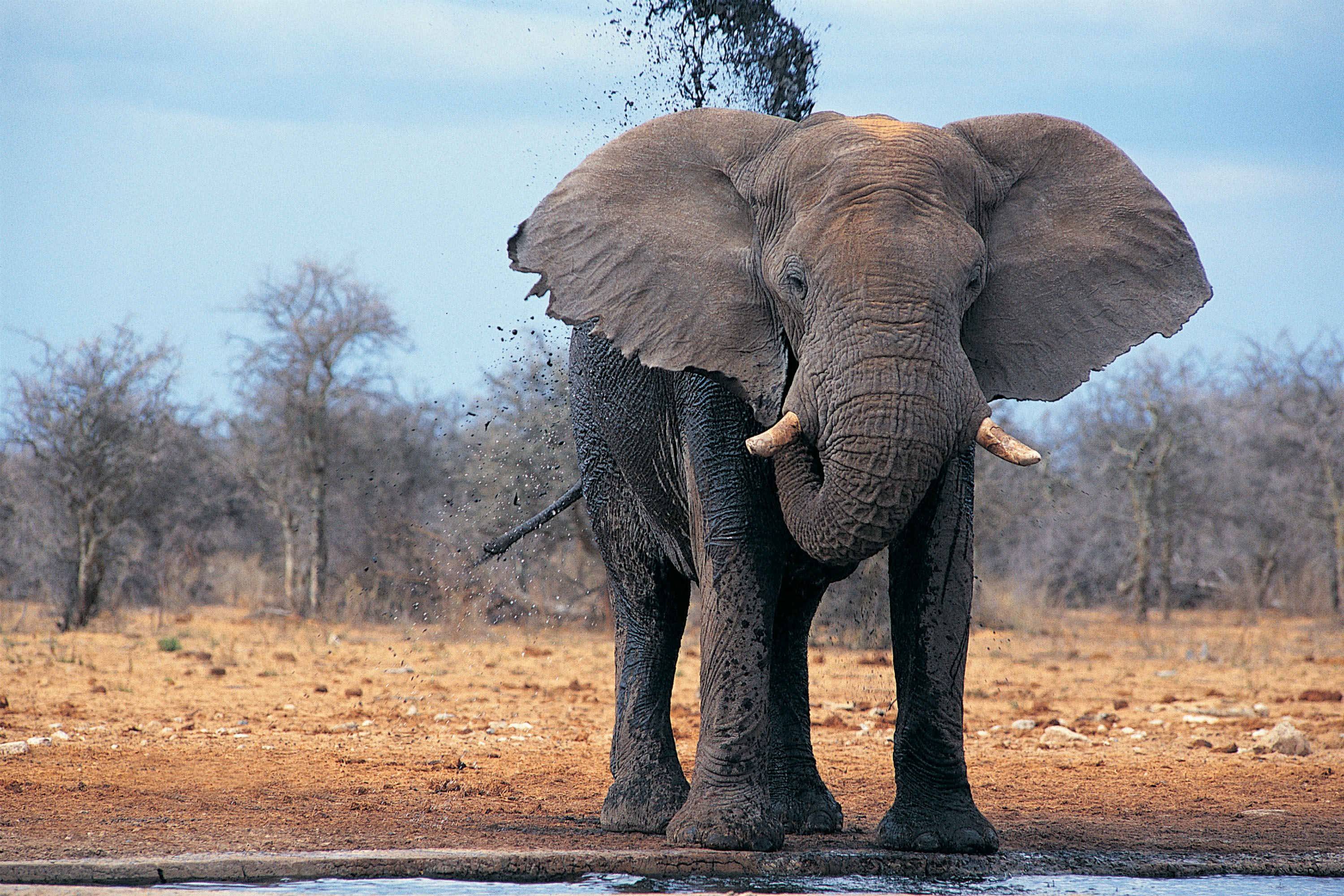 African Elephants Wallpaper