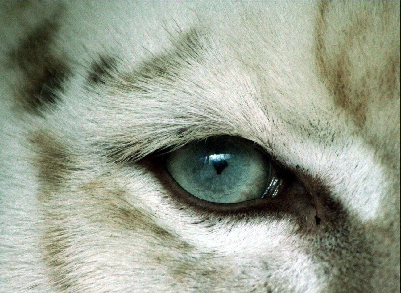 TIGER WALLPAPERS: Eye Of White Tiger Wallpaper