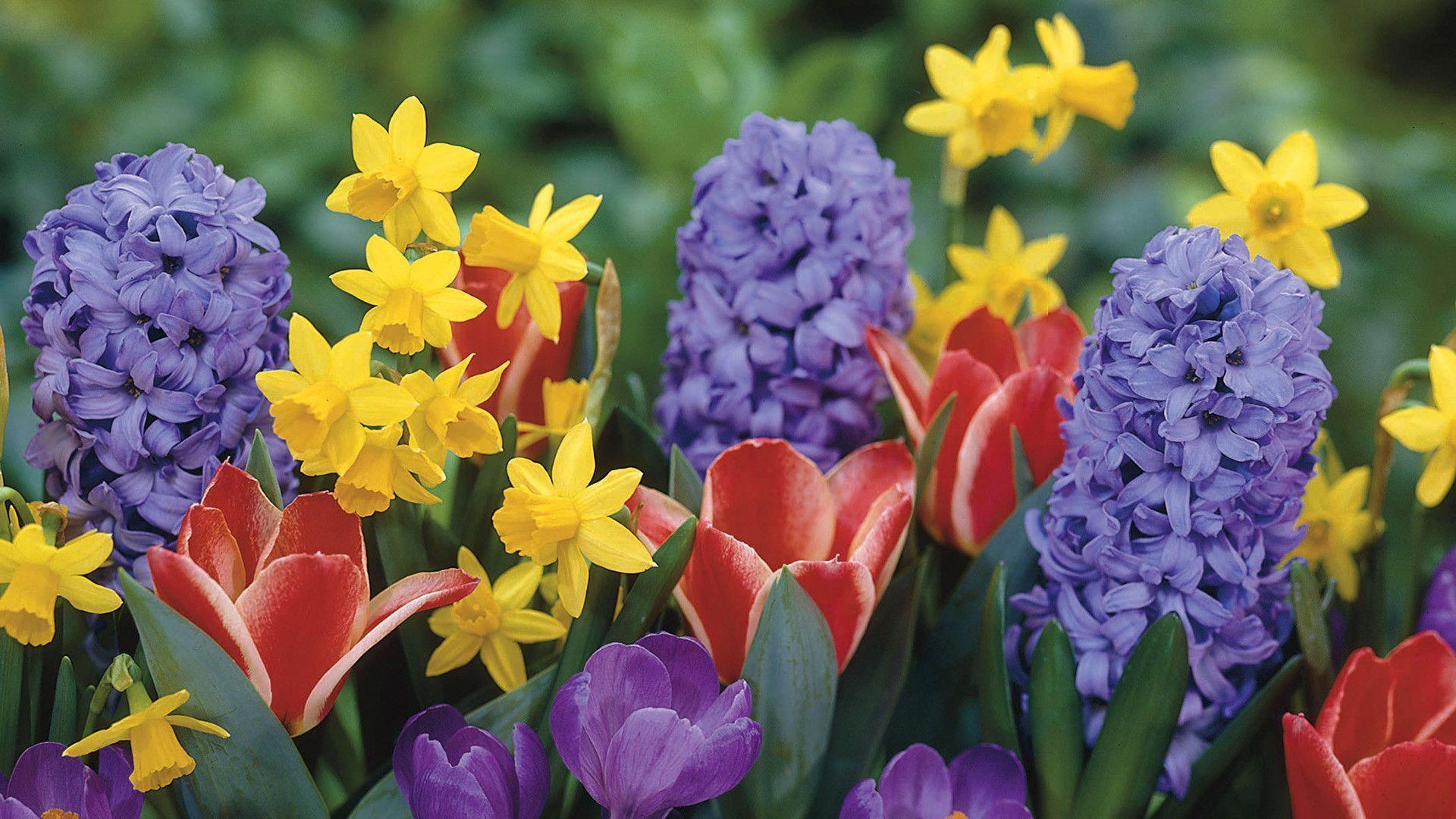 daffodils and hyacinth wallpaper Search Engine