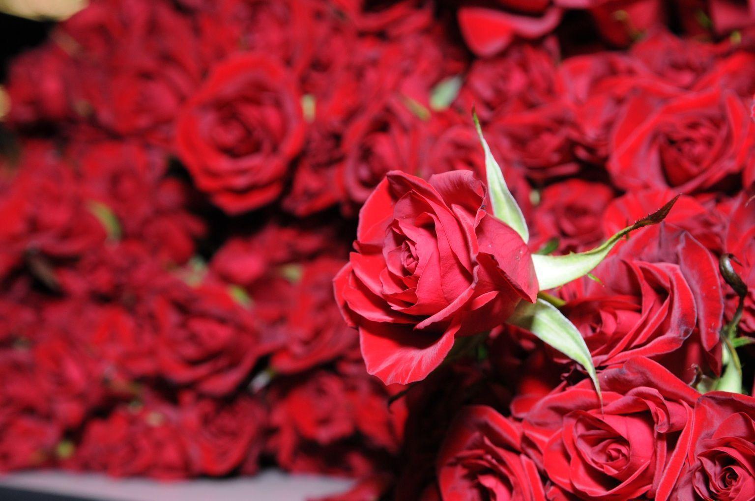 red rose flower collection HD desktop background wallpaper. Fine