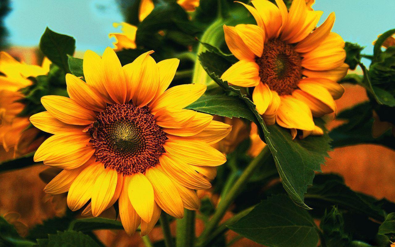 Nature Sunflower HD Wallpaper by MaDonna