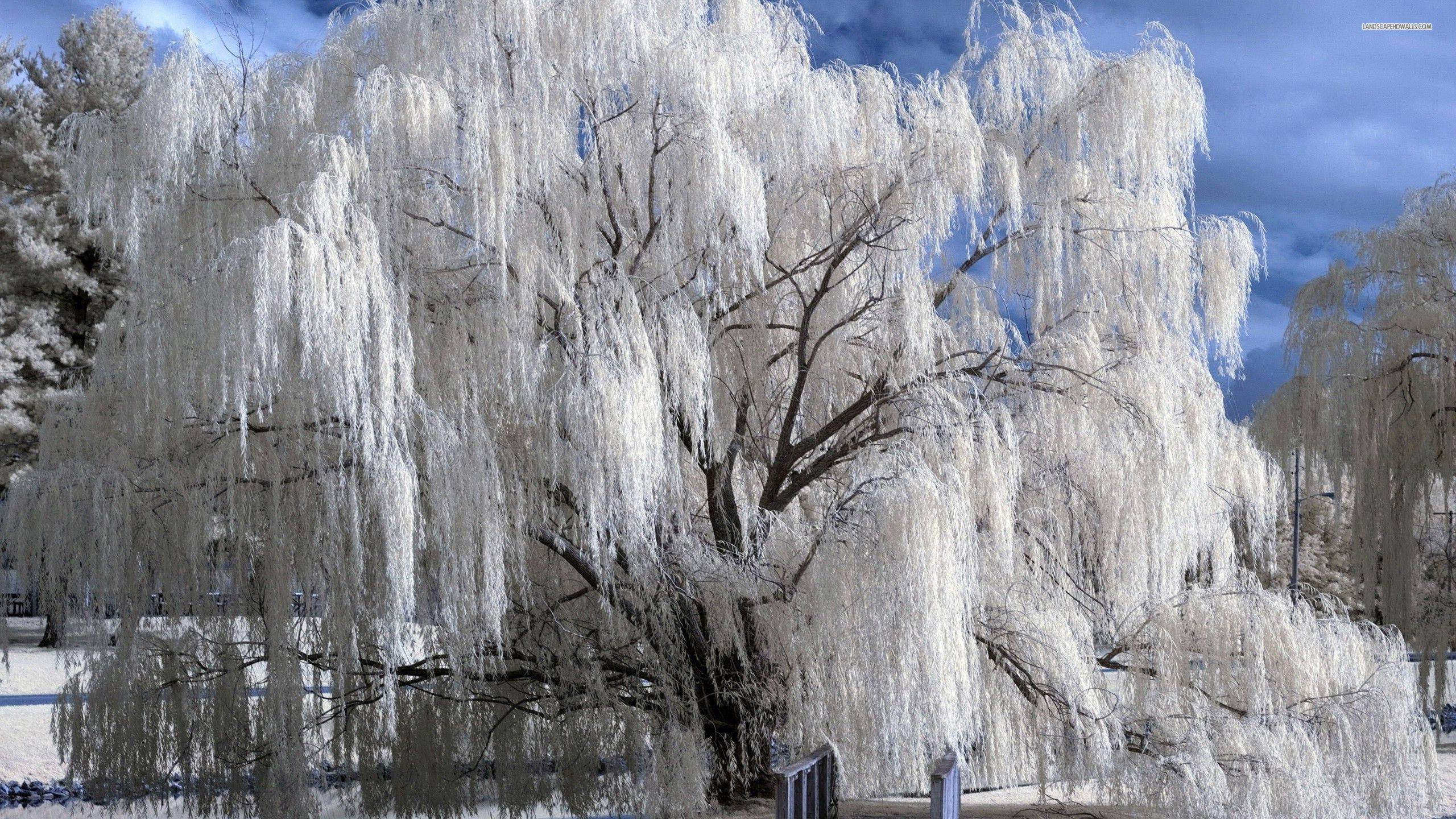 Snowy weeping willow wallpaper #