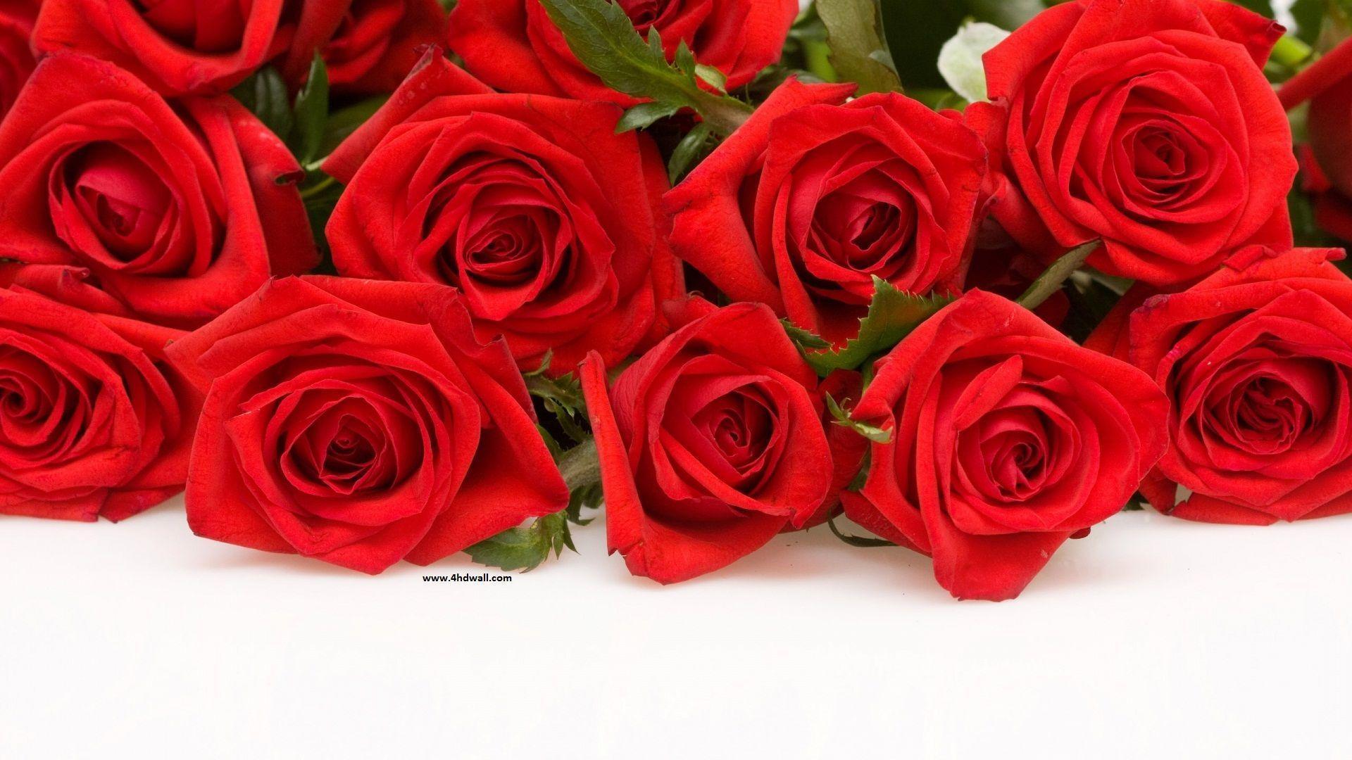 Hình nền hoa hồng - Hình nền hoa hồng là lựa chọn hoàn hảo cho những người yêu thích sự nữ tính và tinh tế. Hình ảnh về những cánh hoa hồng trắng tinh khôi hay màu hồng thật tuyệt đẹp và ấn tượng. Hãy xem hình nền hoa hồng để cảm nhận sự thư thái và sự tươi mới mà chúng mang đến.