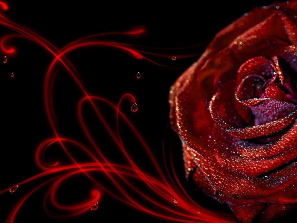 Red Roses HD Wallpaper Wallpaper Inn