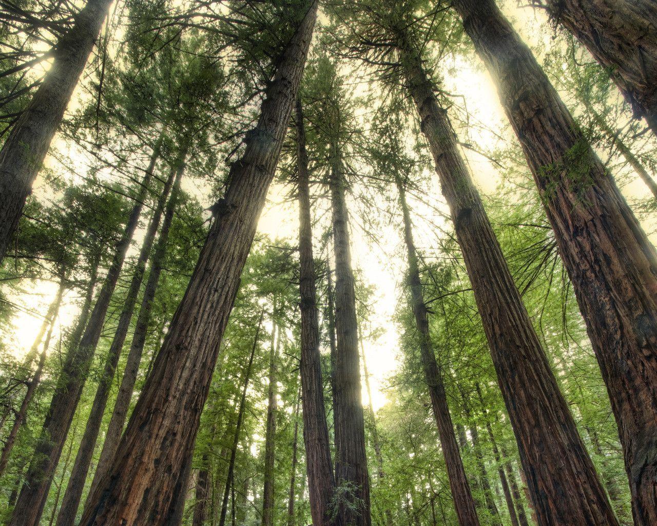 The Giants in the Muir Woods widescreen wallpaper. Wide