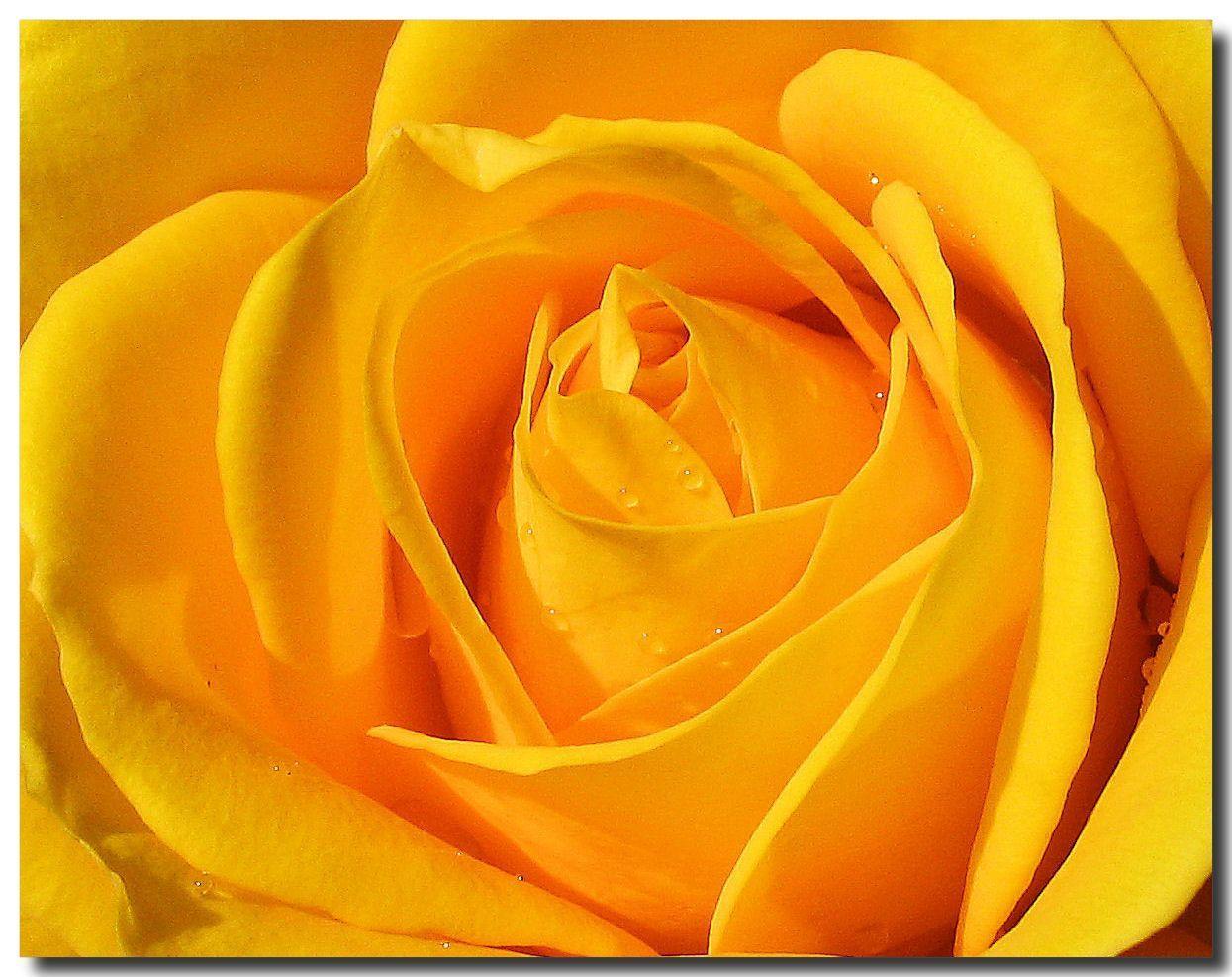 Wallpaper For > Yellow Rose Flower Wallpaper