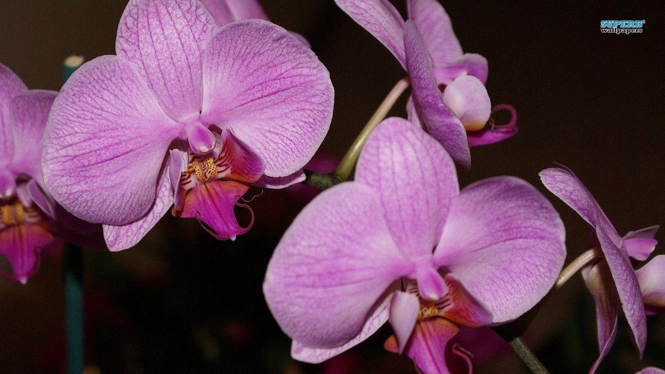 Pix For > Purple Orchids Wallpaper