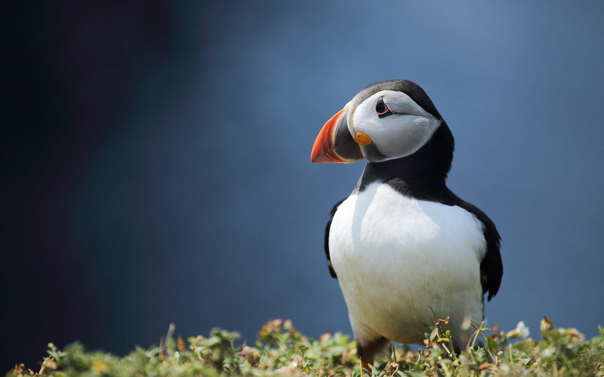 Atlantic Puffins iPhone Wallpapers | Pet birds, Beautiful birds, Animals