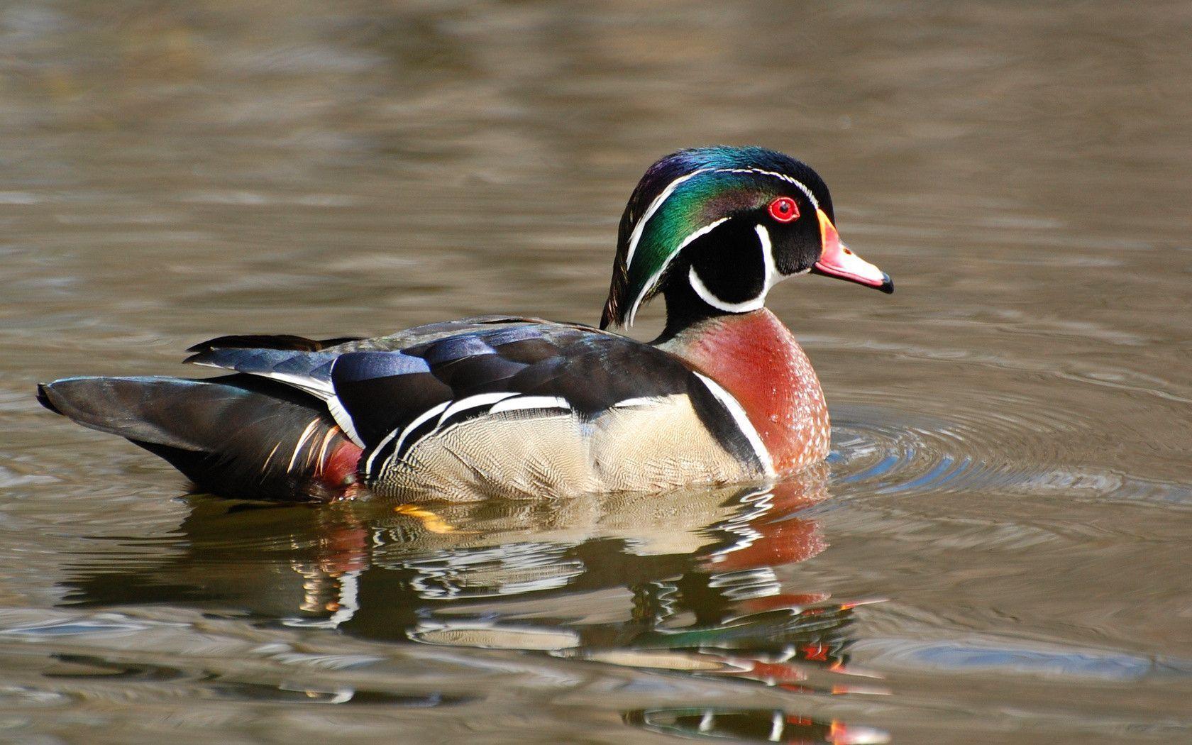 Suzanne Britton Nature Photography: Waterfowl Wallpaper Only