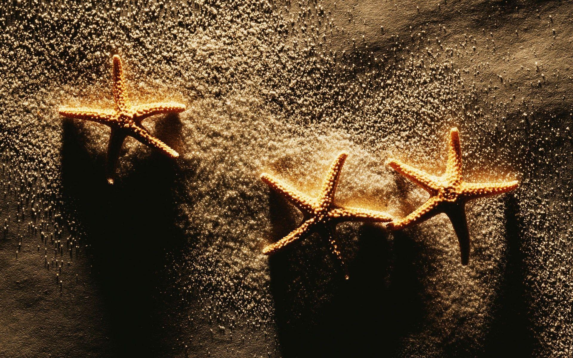 Download Sand Starfish Wallpaper 1920x1200