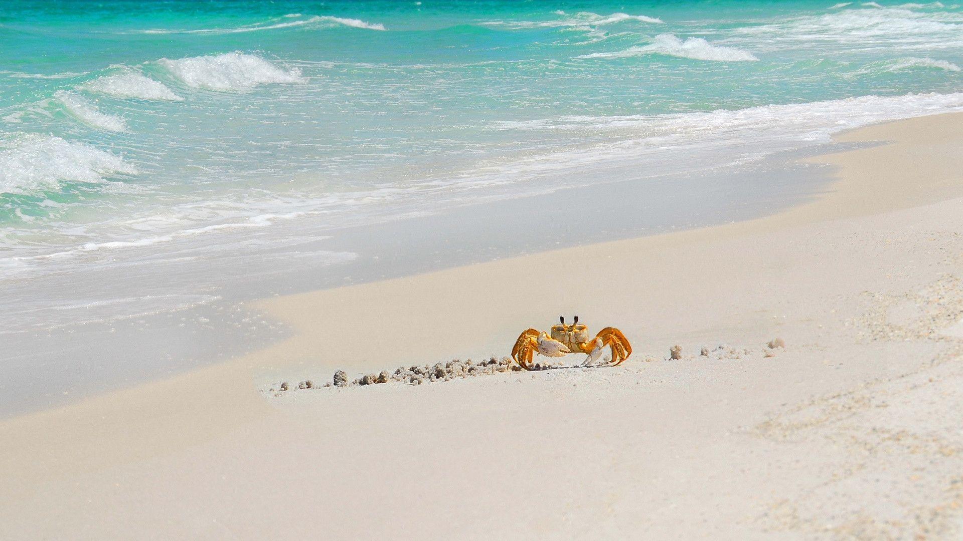 Sea Crab Beach Wallpaper