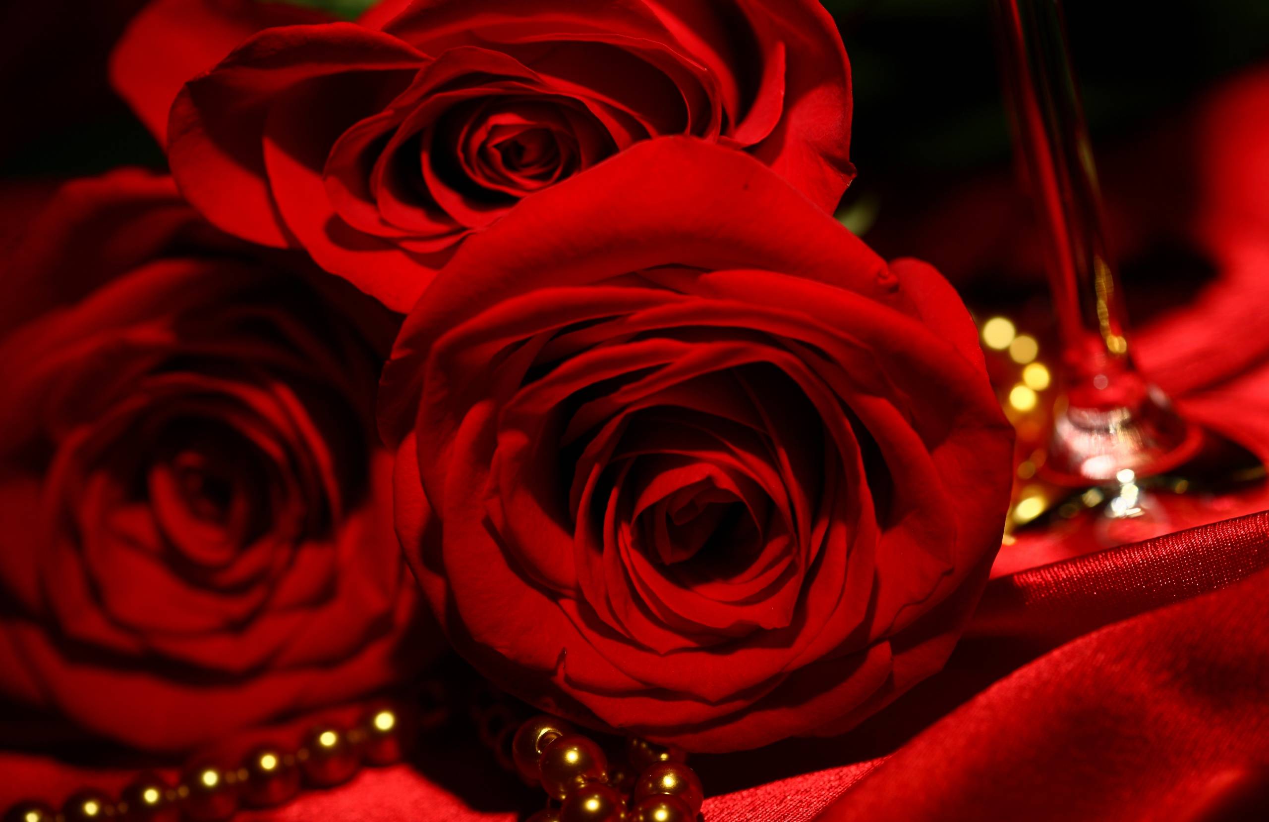 Red roses on March 8 against the backdrop of satin and pearls