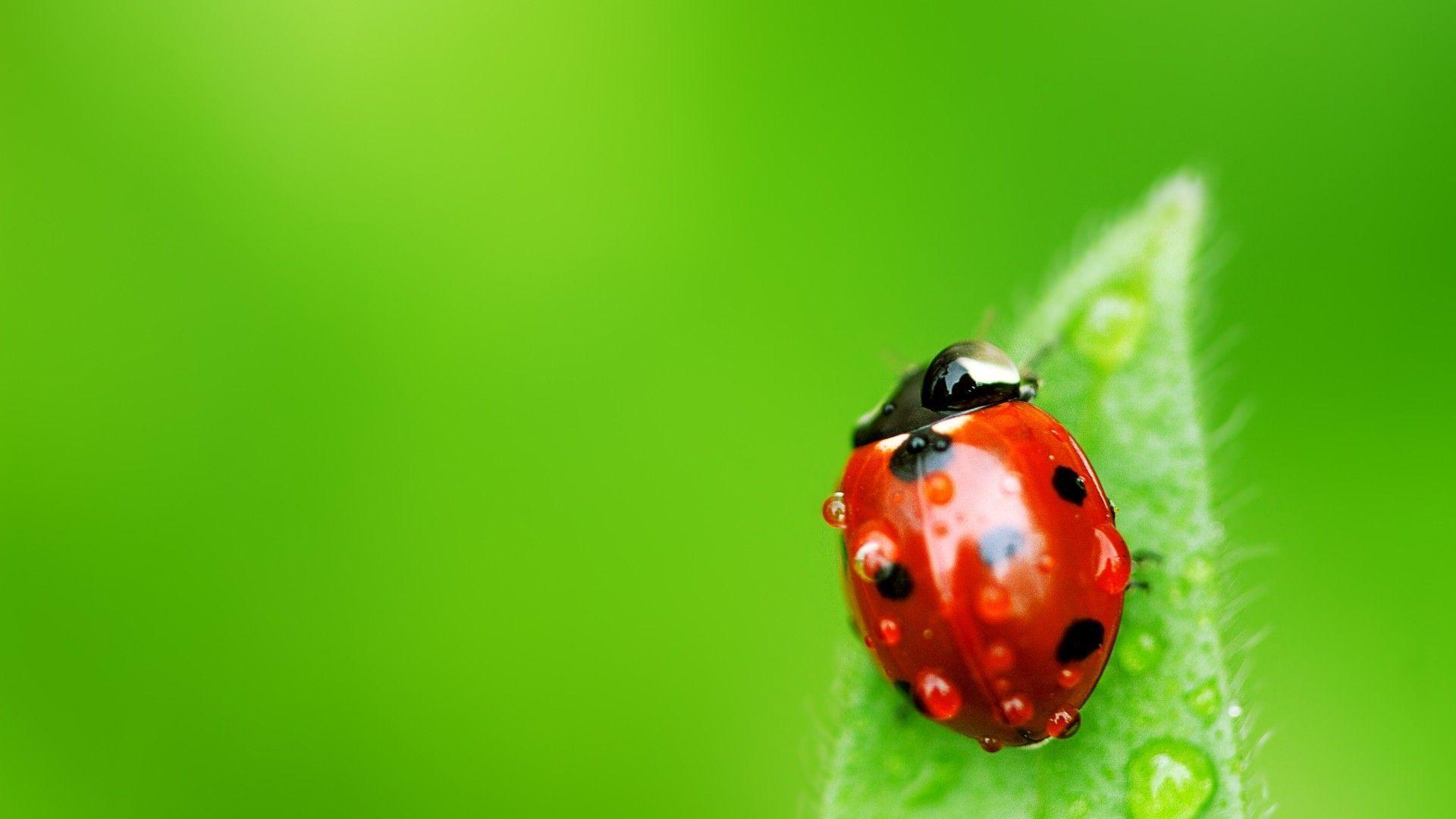 Wallpaper Animal Insects Ladybug HD