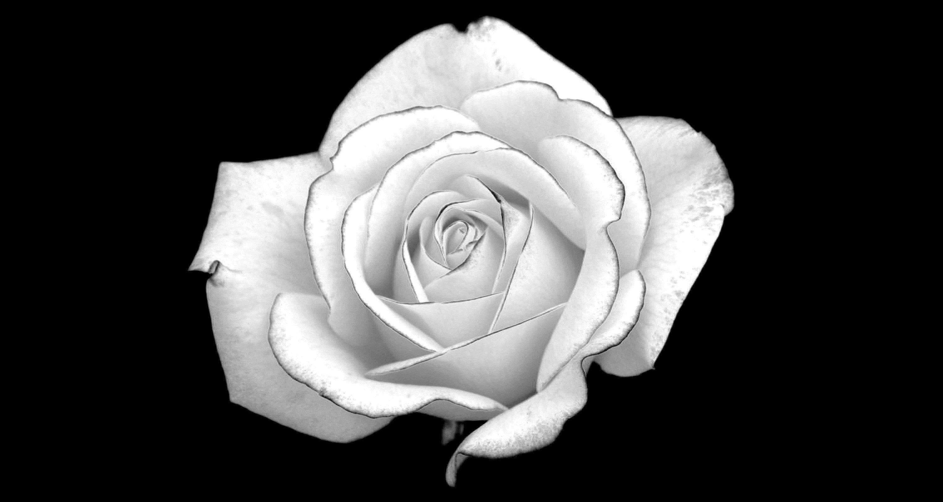 Flowers For > Black And White Rose Background