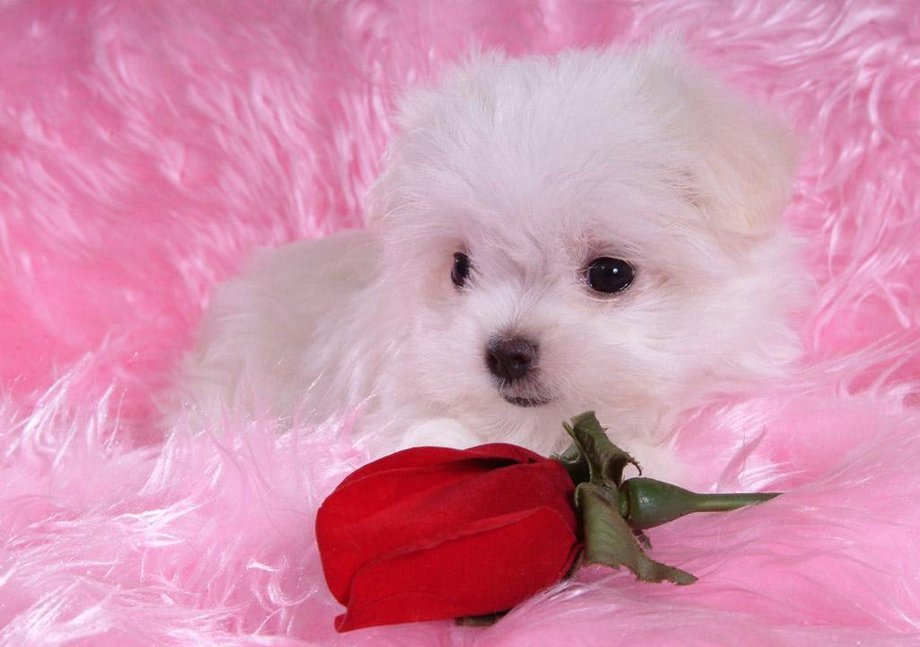 Cute Puppy Wallpaper