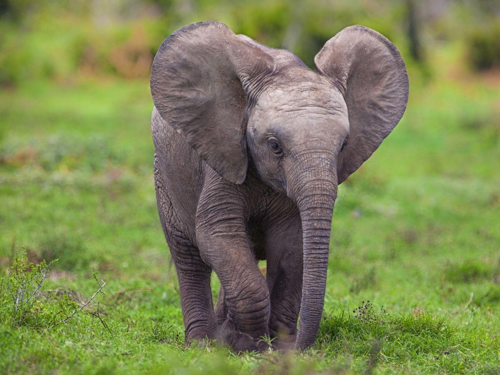 Cute Elephant Wallpaper