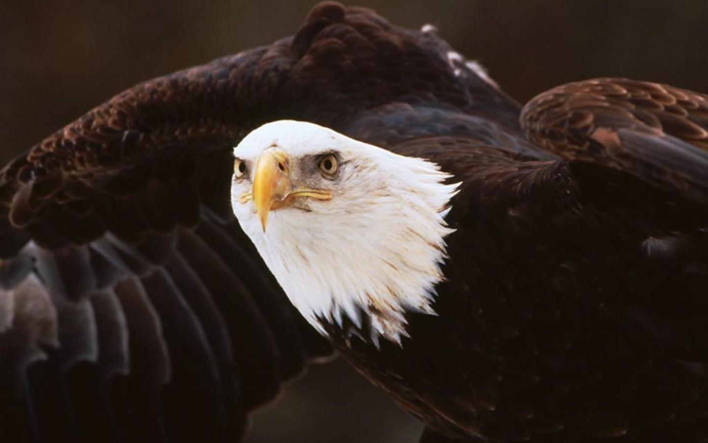 Bald Eagle Picture « Animal Spot