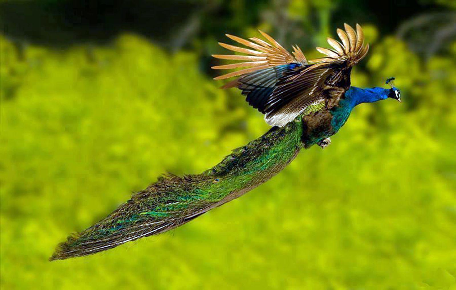 Peacock HD Wallpaper