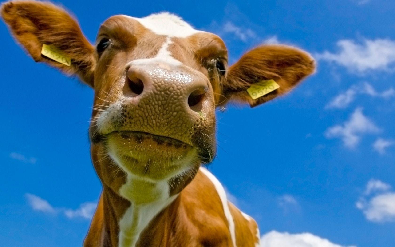 Pix For > Cute Cow Wallpaper  Cow pictures, Cows funny, Animal wallpaper