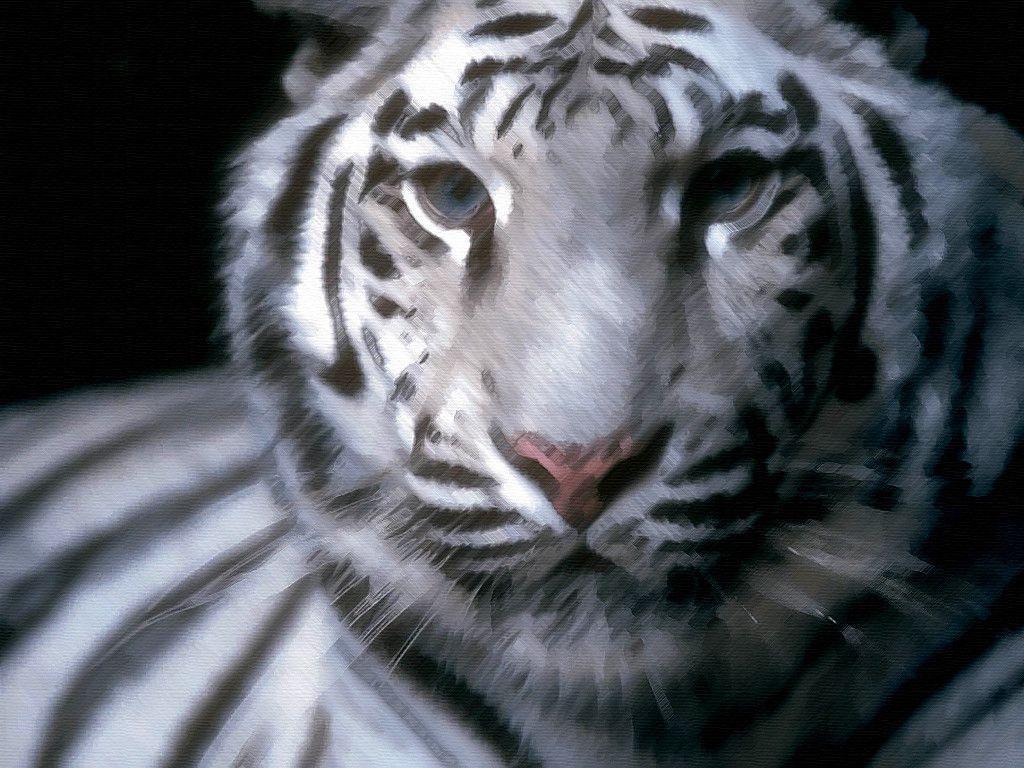 White Tiger Background