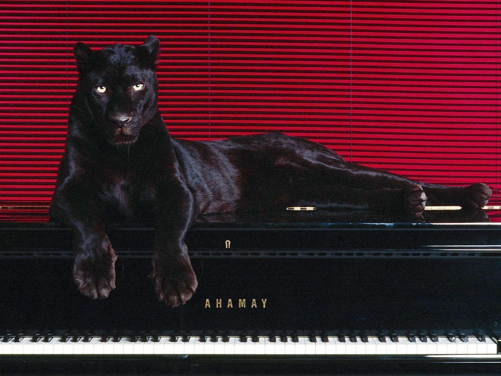 Black Leopard Sitting Down on Piano Table Wallpaper and Photo